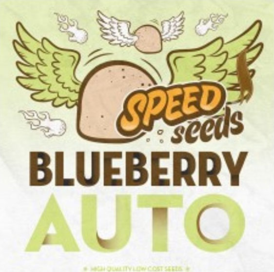 blueberry-auto-a-granel-speed-seeds
