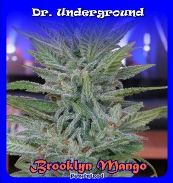 brooklyn mango feminizadas-dr-underground