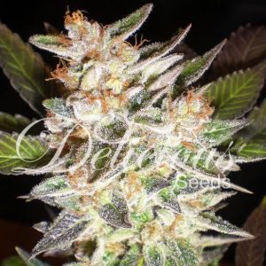 cheese-candy-auto-delicious-seeds