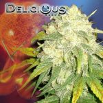 il-diavolo-autoflorescientes-semillas-delicious-marihuana