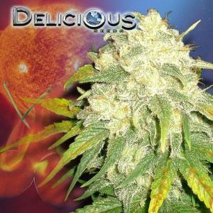 il-diavolo-autoflorescientes-semillas-delicious-marihuana