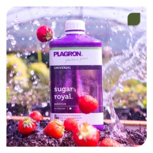 sugar royal plagron