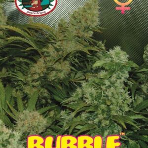 bubble cheese