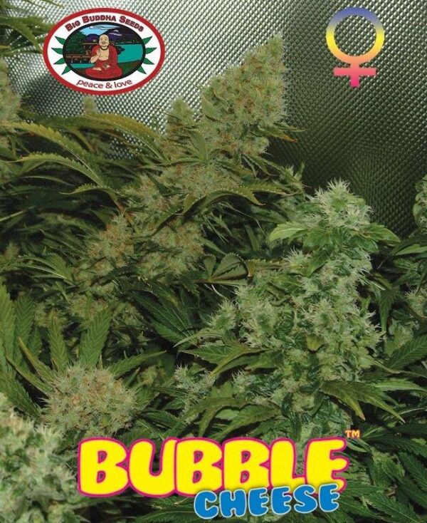 bubble cheese