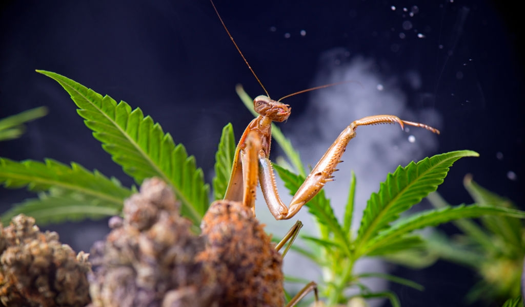 Insectos buenos para tu cultivo de Cannabis