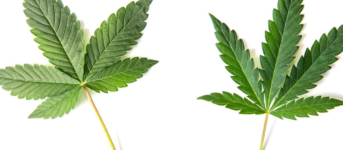 Diferencias entre las variedades de Cannabis Indica y Sativa