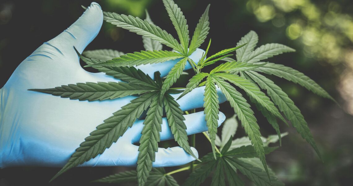 Cultivo de Cannabis en Casa