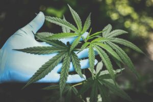Cultivo de Cannabis en Casa